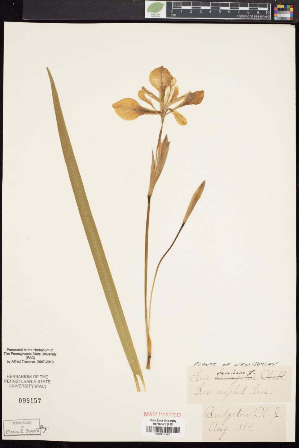 Voucher specimen of Iris versicolor from the PAC collection