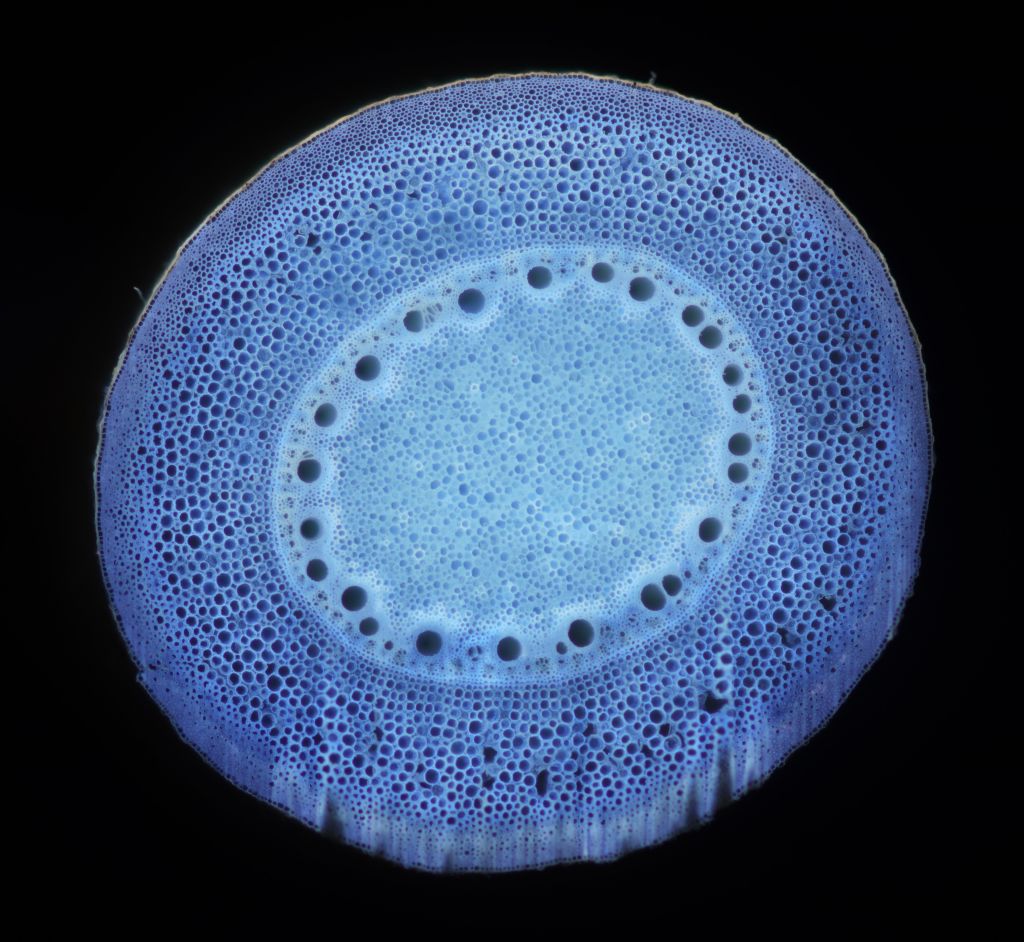 lat image of a maize root cross section. cells can be seen in blue