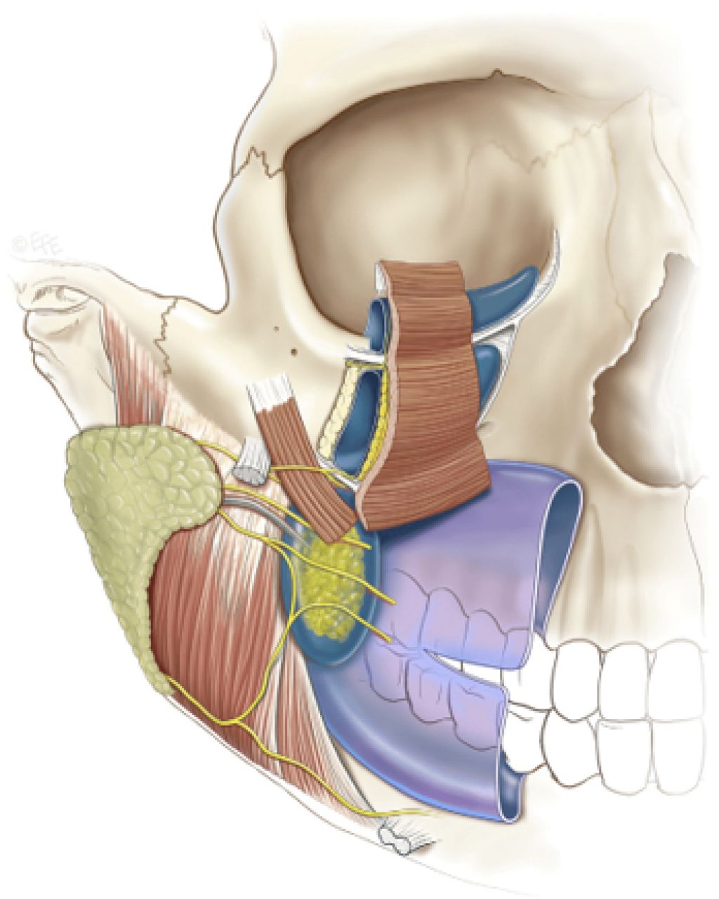 image showing mandibular joint disorder