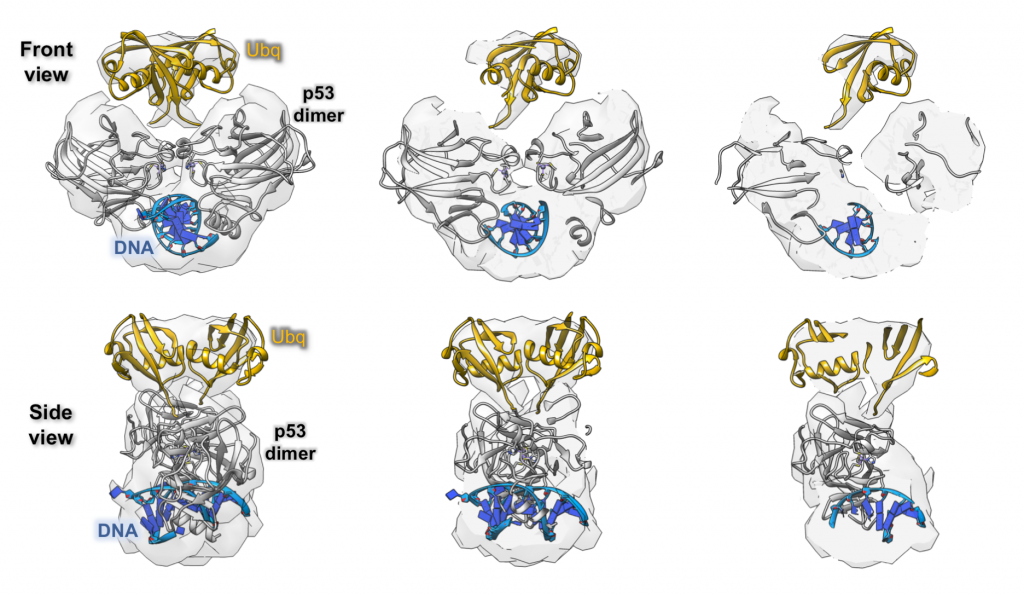 The Cryo-EM structure of DNA-bound p53 isolated from brain cancer cells.