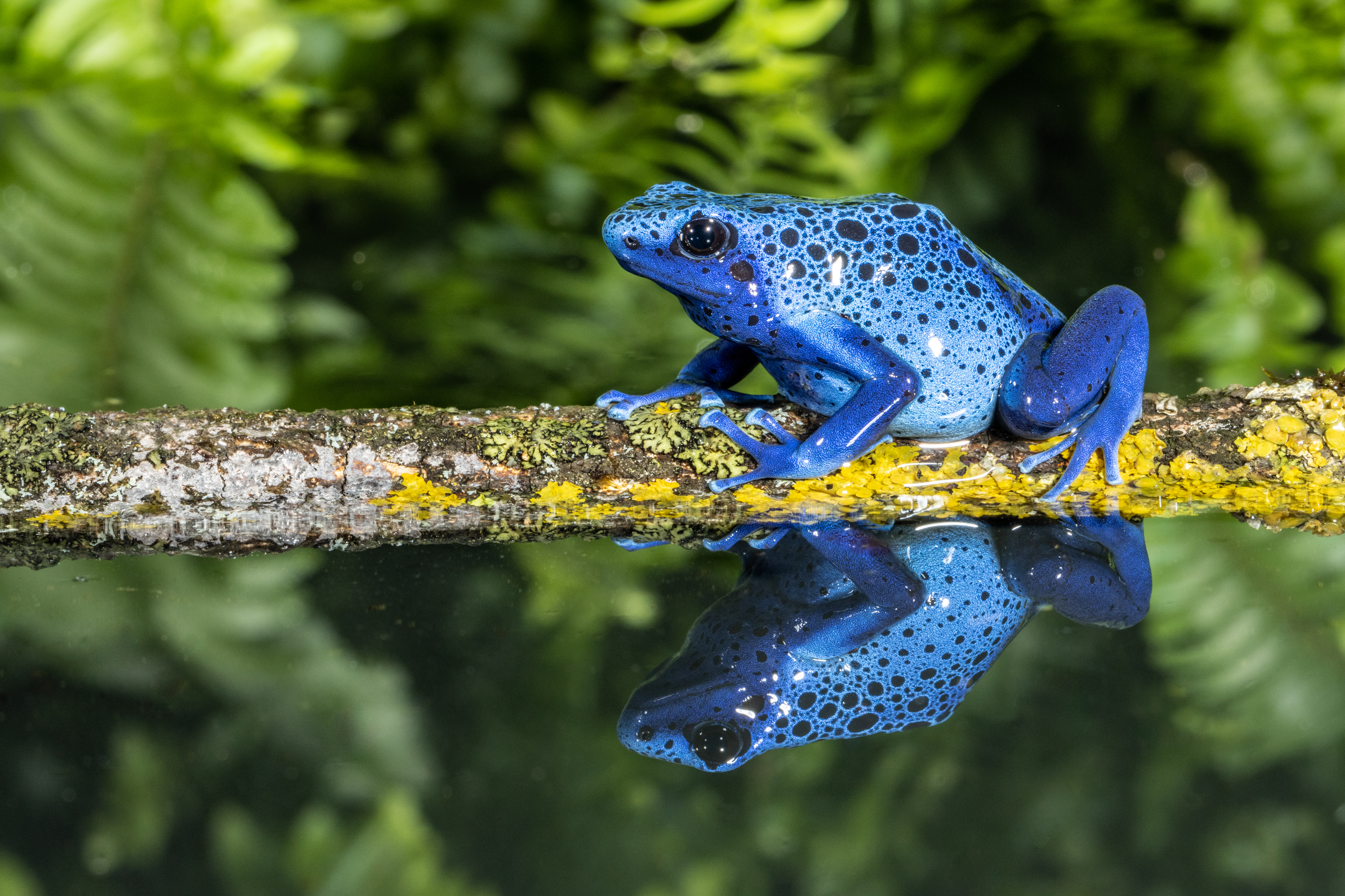 Blue poison dart frog in Brazil