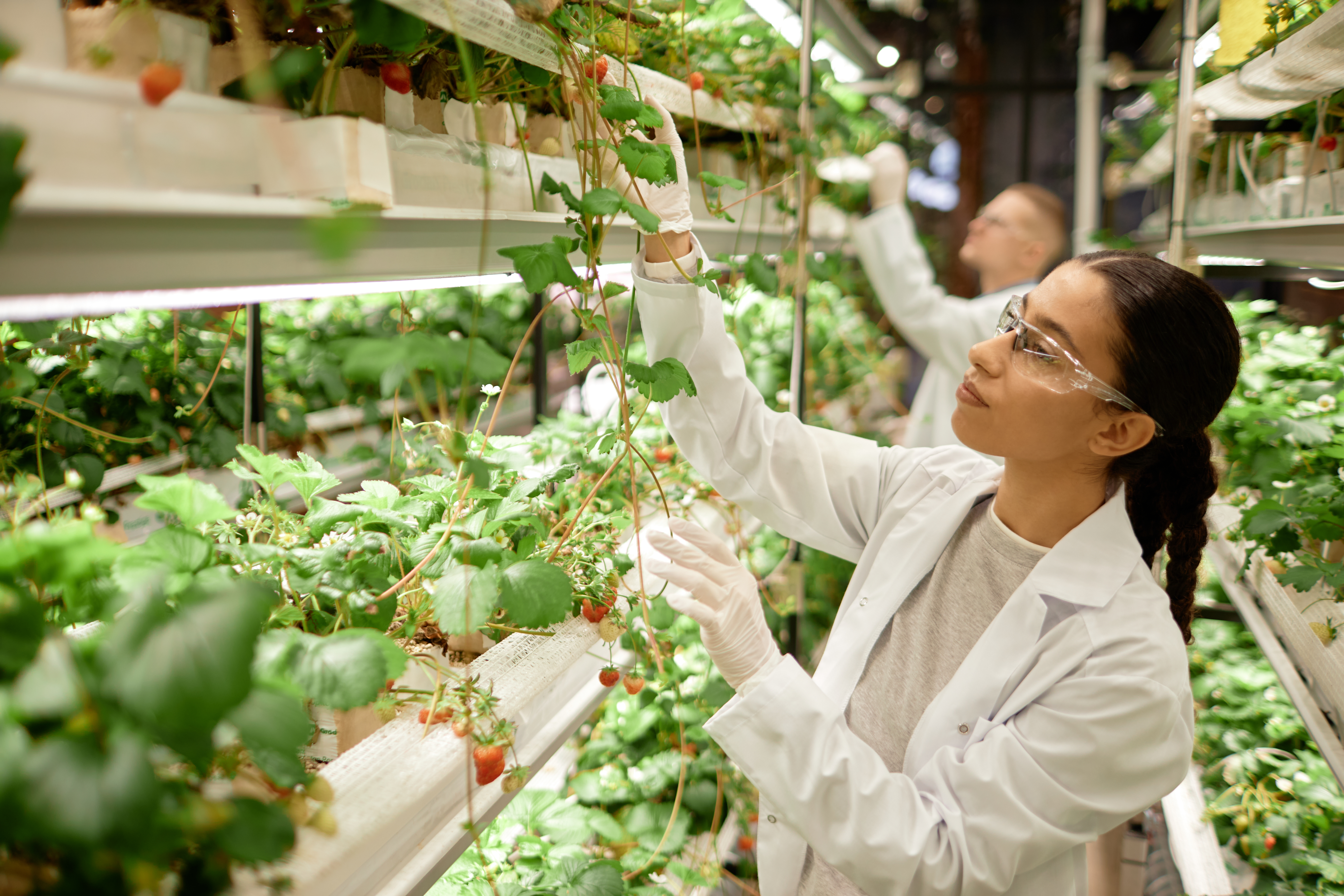 Scientists monitoring plant health