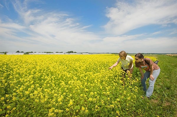 A Penn State professor and postdoc examining plants on a pollinator study at the Russell E. Larson Agricultural Research and Education Center