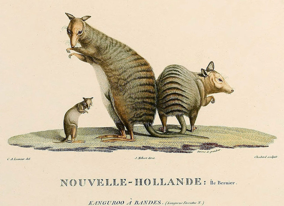 A banded hare-wallaby IMAGE: MAMMALS OF AUSTRALIA JOHN GOULD / PUBLIC DOMAIN