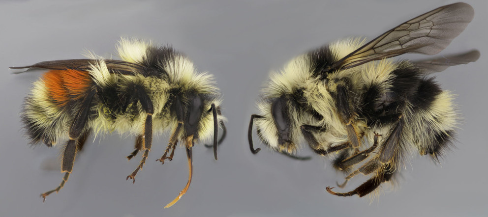 A new study led by researchers at Penn State has identified the gene responsible for the color switch between the red and black color forms of the bumble bee, Bombus melanopygus. The black form is similar to other bees in the Pacific Coastal region while the red form is similar to other bees in the Rocky Mountain region. IMAGE: LI TIAN, PENN STATE