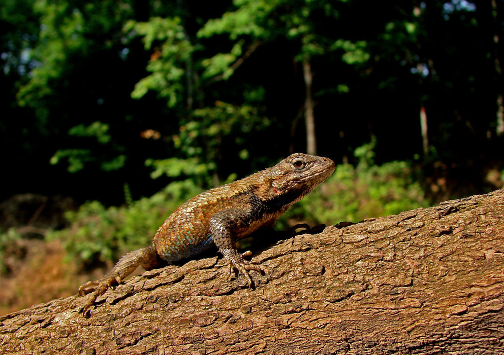 Lizards increasingly rely on camouflage to avoid predators as you move southward across their range, but the presence of invasive fire ants reverses this pattern. IMAGE: LANGKILDE LAB, PENN STATE