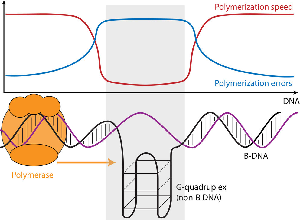Differences in geographic origin of a person’s mitochondrial and nuclear genomes due to admixture can affect function of mitochondria, energy-generating organelles located inside cells that have their own separate genome. A new study reveals that mitochondrial DNA (mtDNA) copy number decreases with increasing “mito-nuclear” dissimilarity in geographic origins of the mitochondrial and nuclear genomes (e.g. as the proportion of nuclear DNA from population 1 decrease). IMAGE: ARSLAN ZAIDI, PENN STATE