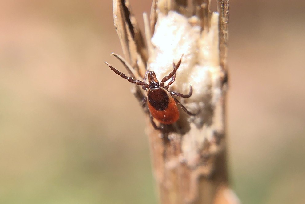 A "questing" female Ixodes scapularis (blacklegged tick) reaches out in hopes of climbing aboard a host. Researchers say the blacklegged tick, the primary vector of Lyme disease, was almost nonexistent in Pennsylvania in the 1960s but now is the state's dominant tick species. IMAGE: JOYCE SAKAMOTO/PENN STATE