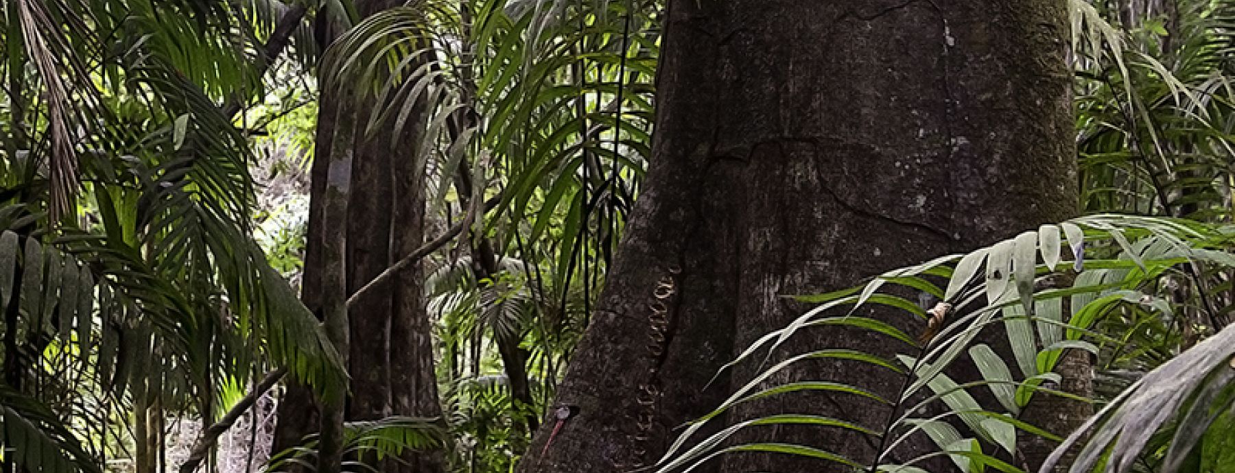 Tropical tree abundance influences immunity