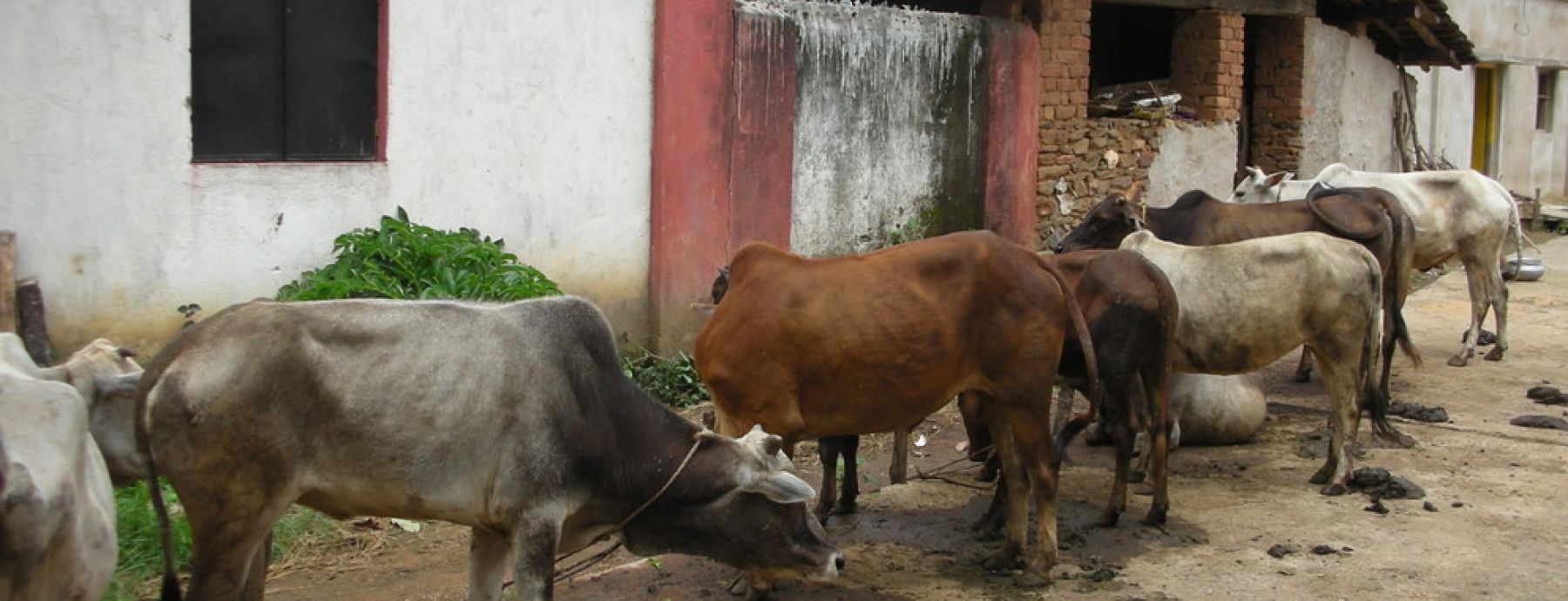 Do cattle keep malaria prevalent?