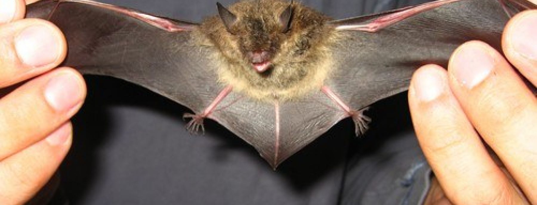 Bats may be a flu virus reservoir