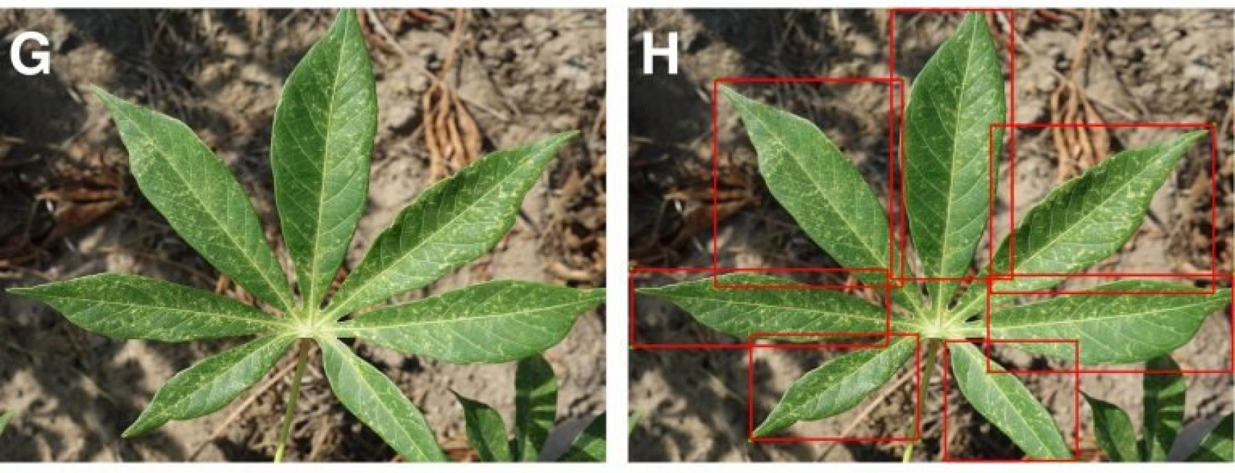 Mobile-Based Machine Learning to Identify Plant Diseases