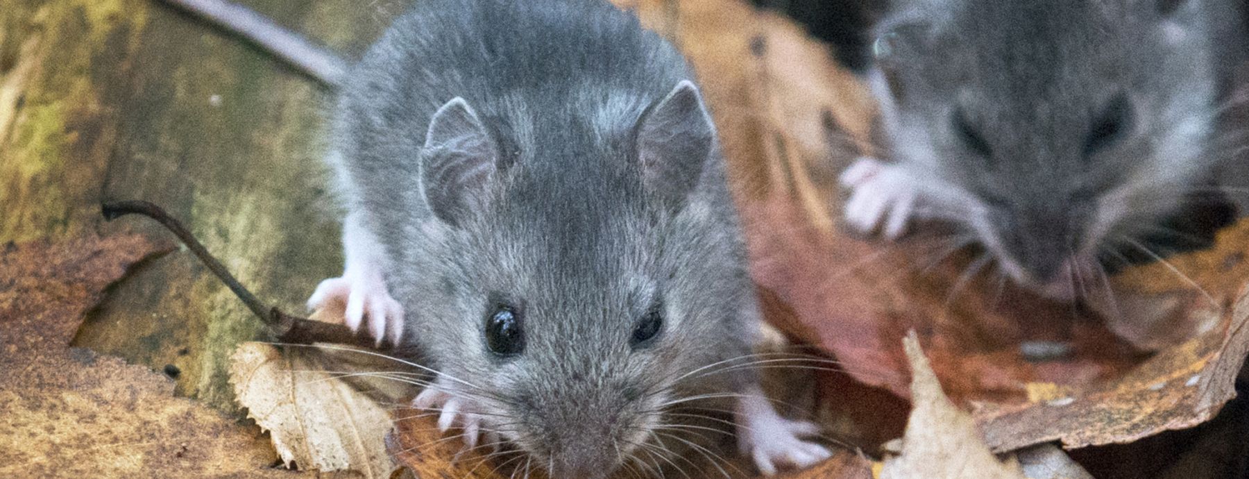 Using mice to understand human hepatitis C