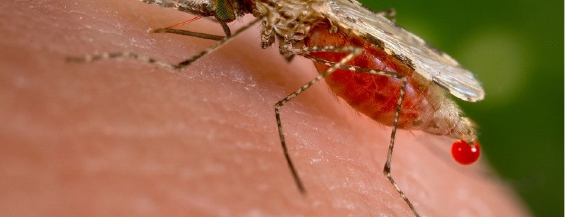 Control strategy for Dengue, malaria increases risk of West Nile virus