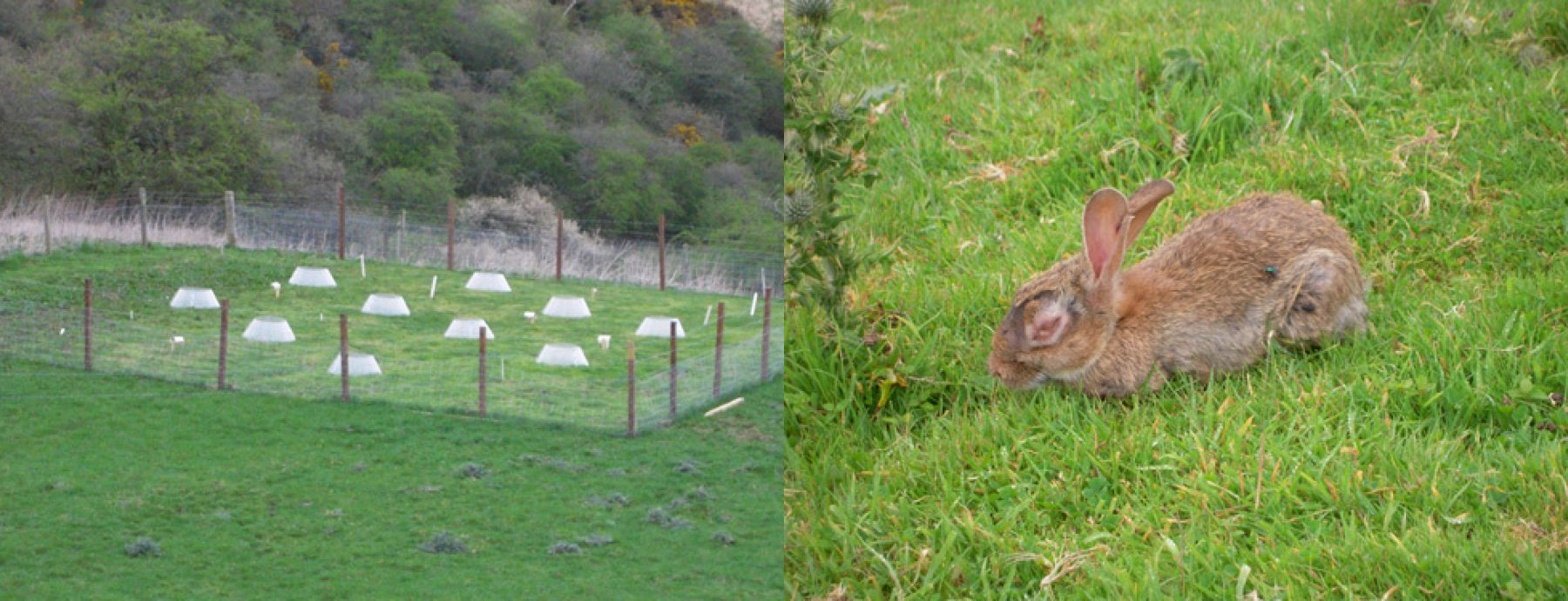 Climate changes influence free-living stages of soil-transmitted parasites of European rabbits