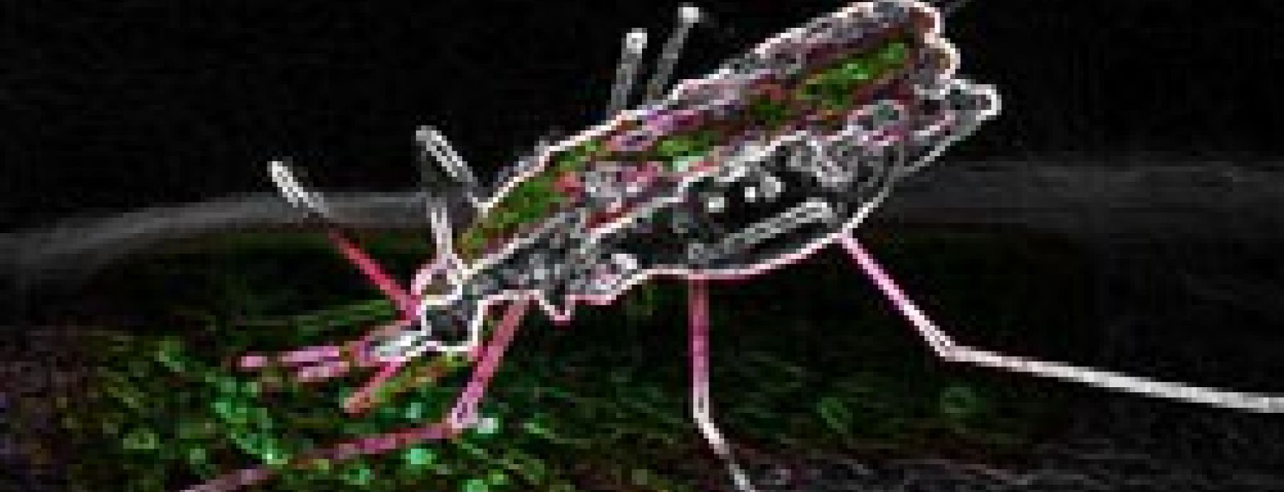Daily temperature fluctuations affect malaria transmission potential