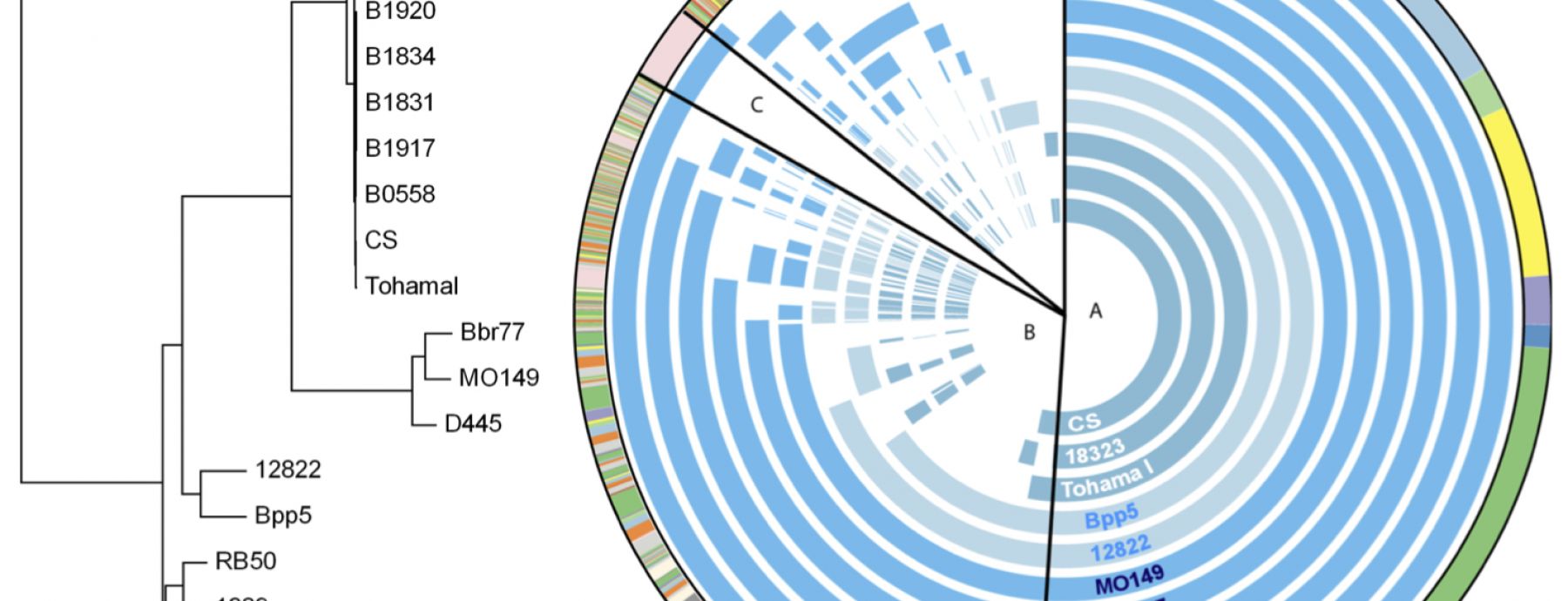 Comparative genomics of the classical Bordetella subspecies