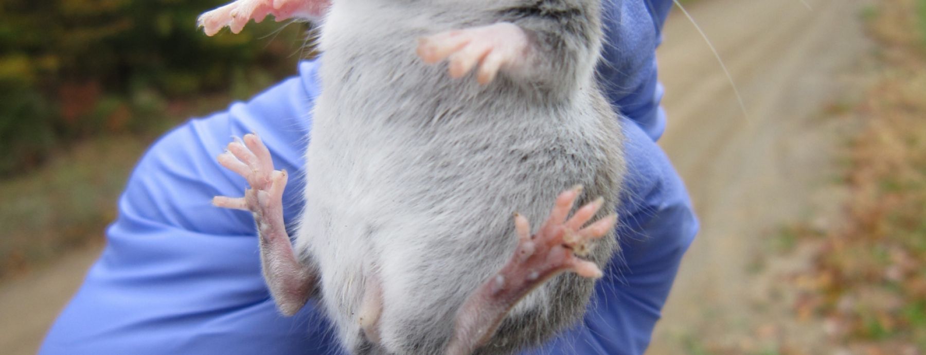 Novel hepatitis-like viruses discovered in wild rodents, raising hopes for laboratory models of huma