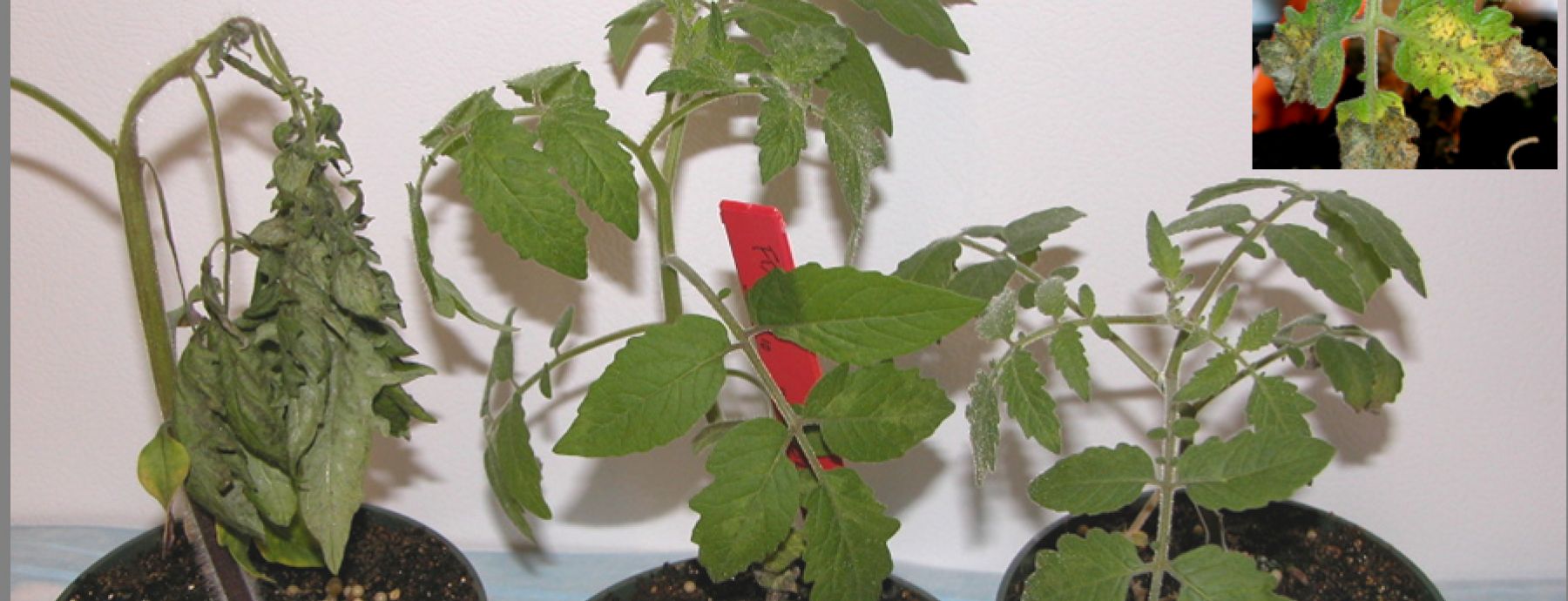 Genetic resistance to a usually lethal viral infection is found in a wild relative of tomato