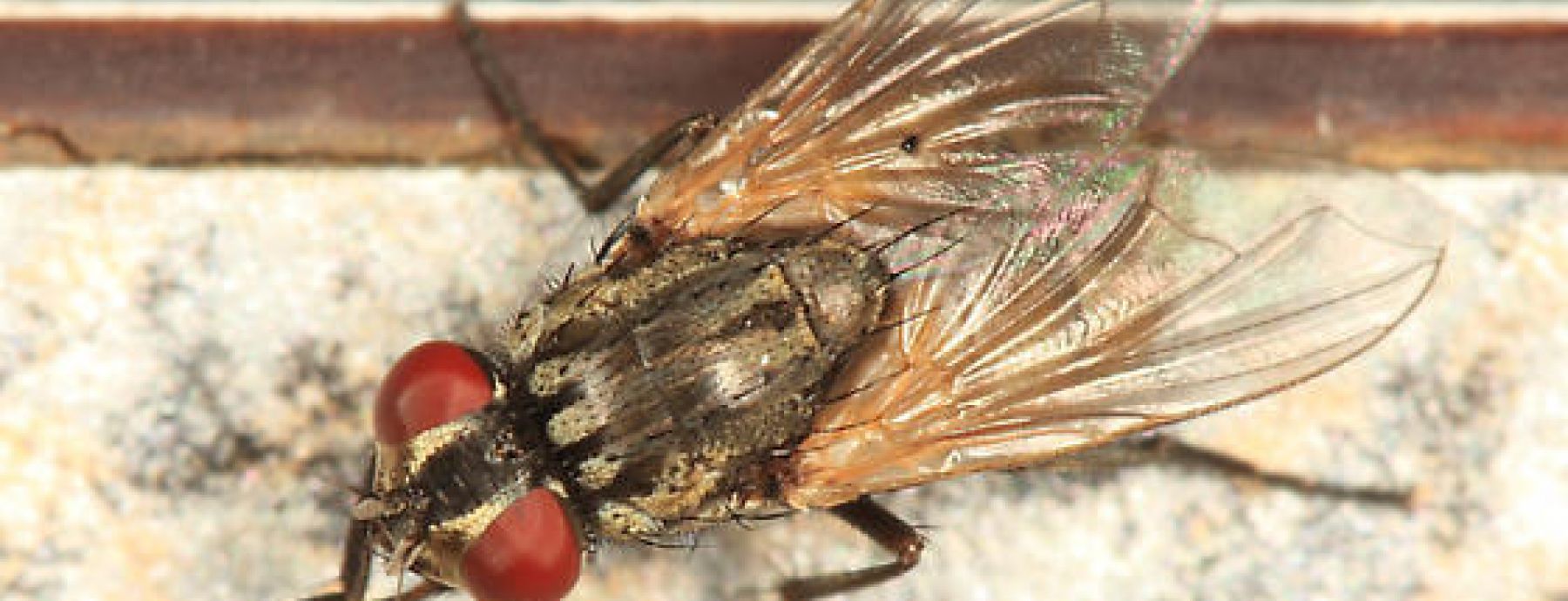 Growth kinetics and virulence in entomopathogenic fungi