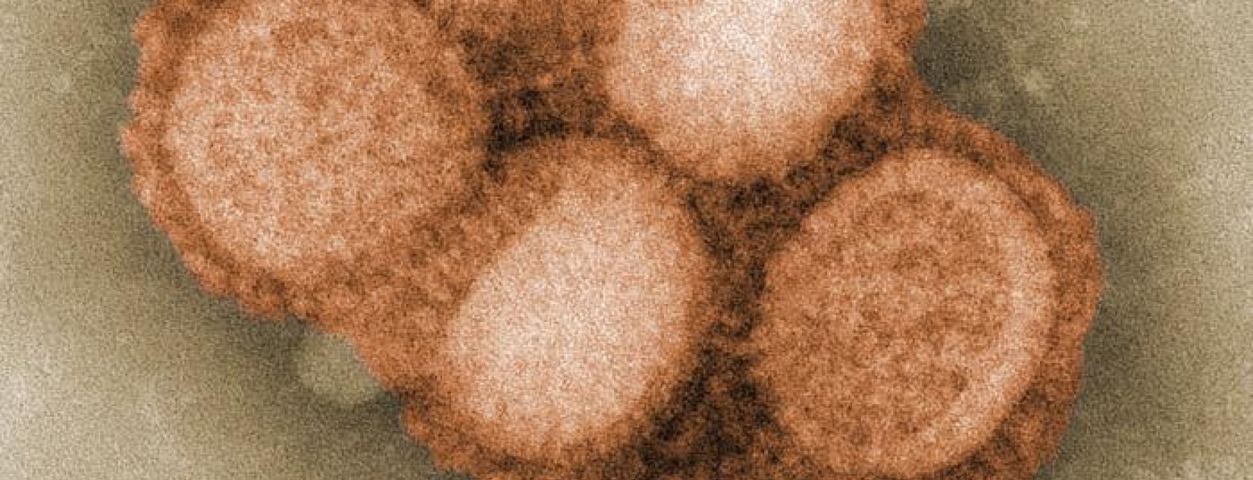 High rate of influenza virus introductions drive disease dynamics on a college campus