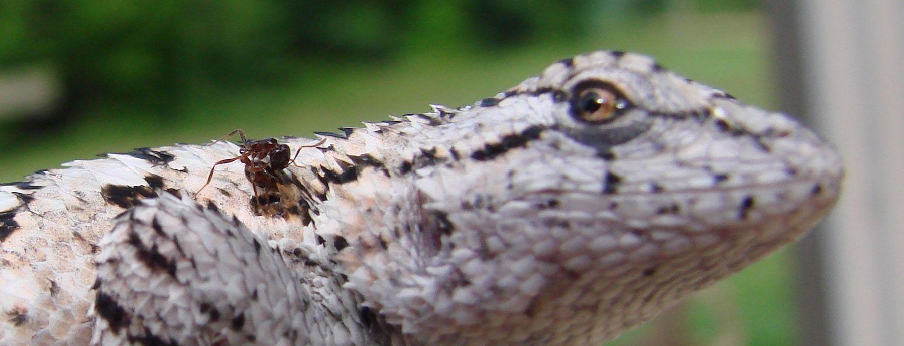 Invasive fire ants increase baseline and acute stress levels in native lizards