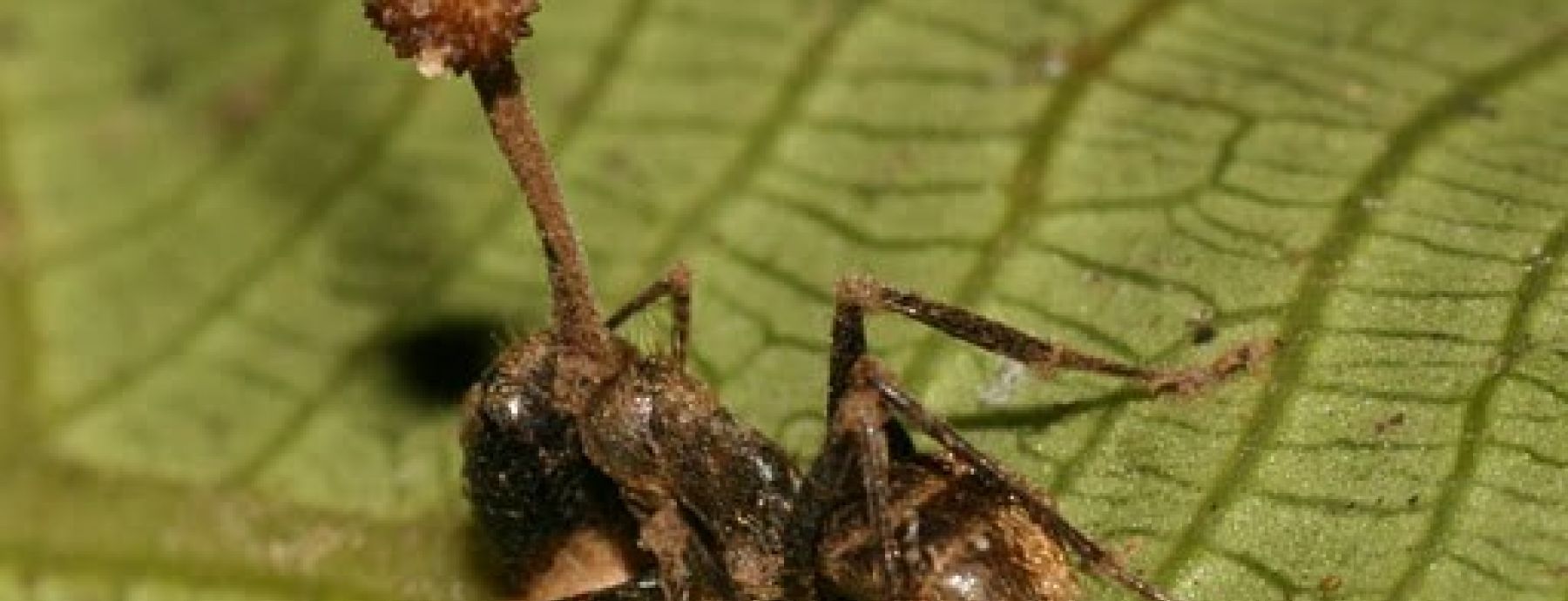 Zombie ants controlled by parasitic fungal infection