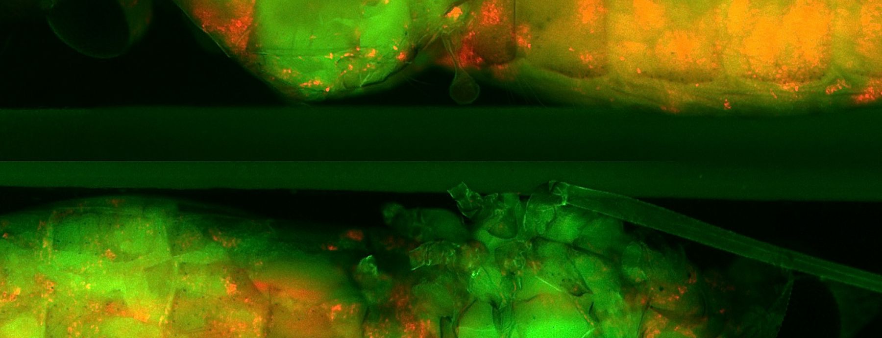 Plasmodium berghei infection is enhanced by a Wolbachia strain in mosquitoes