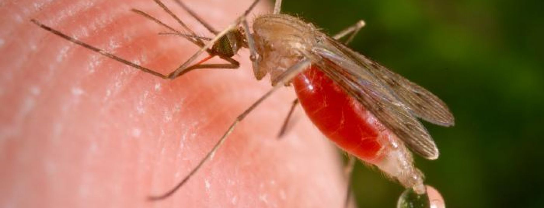 Targeted insecticides could reduce malaria