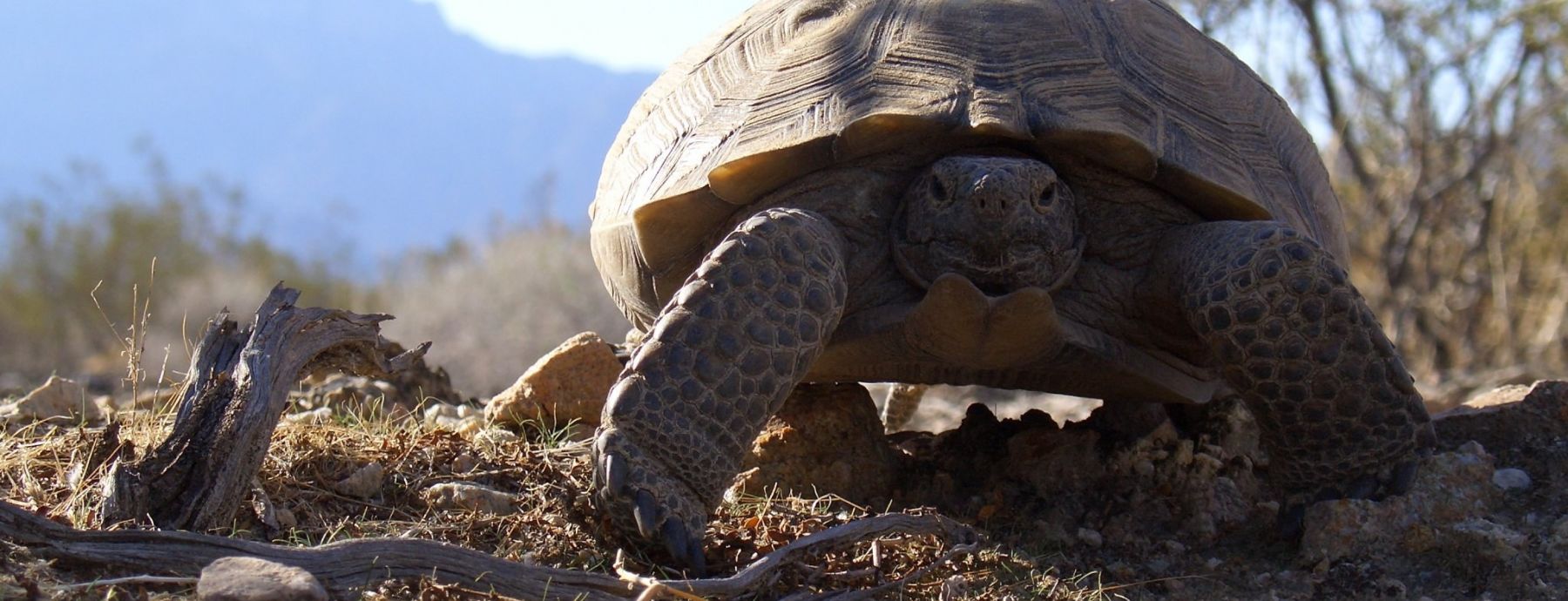 New understanding of reptile immune responses