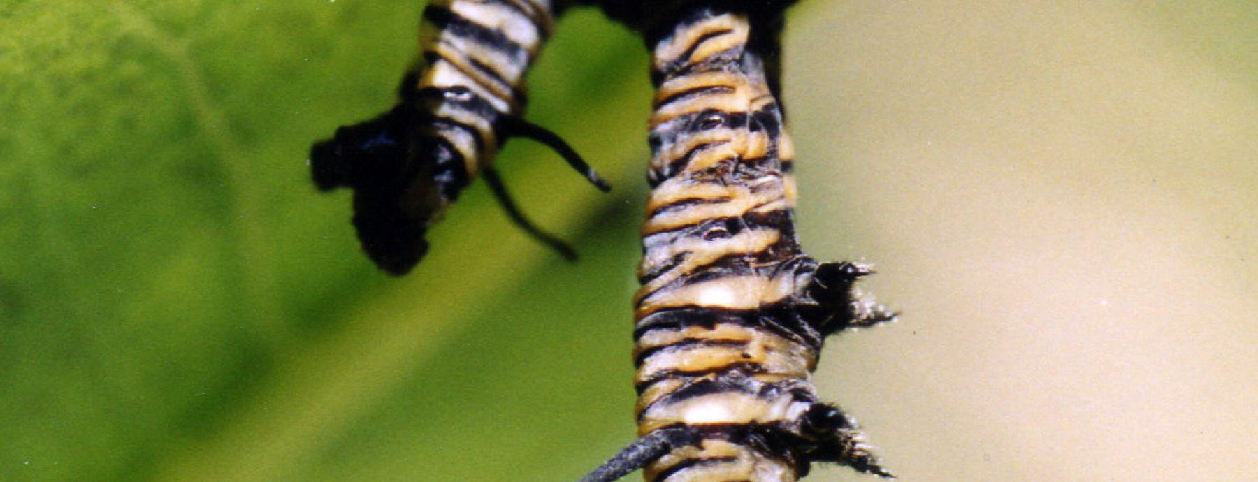 A single virus gene turns gypsy moths into zombies