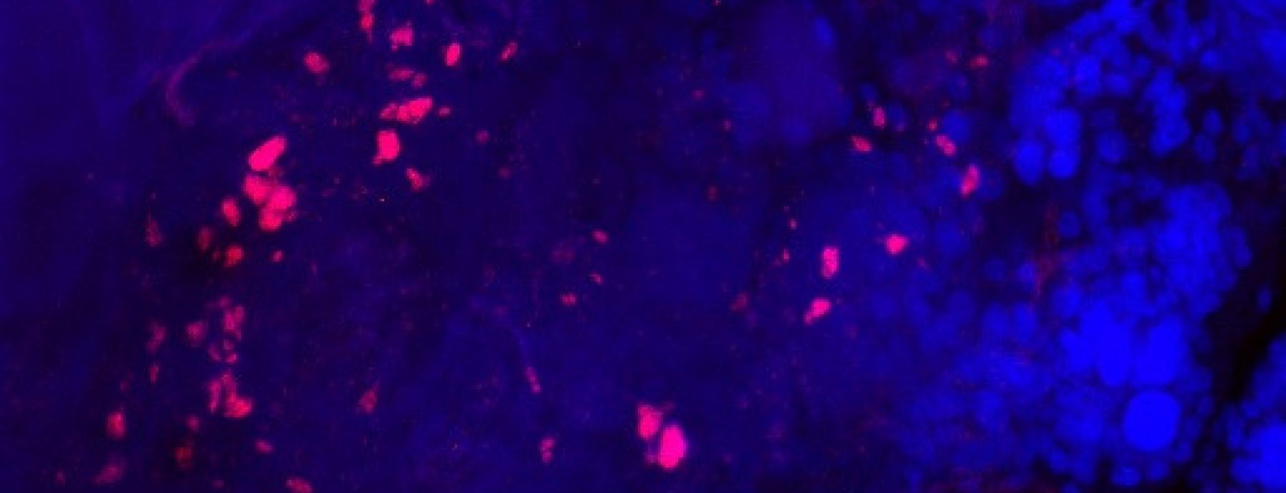 Optimizing Wolbachia infection into insect germline tissue