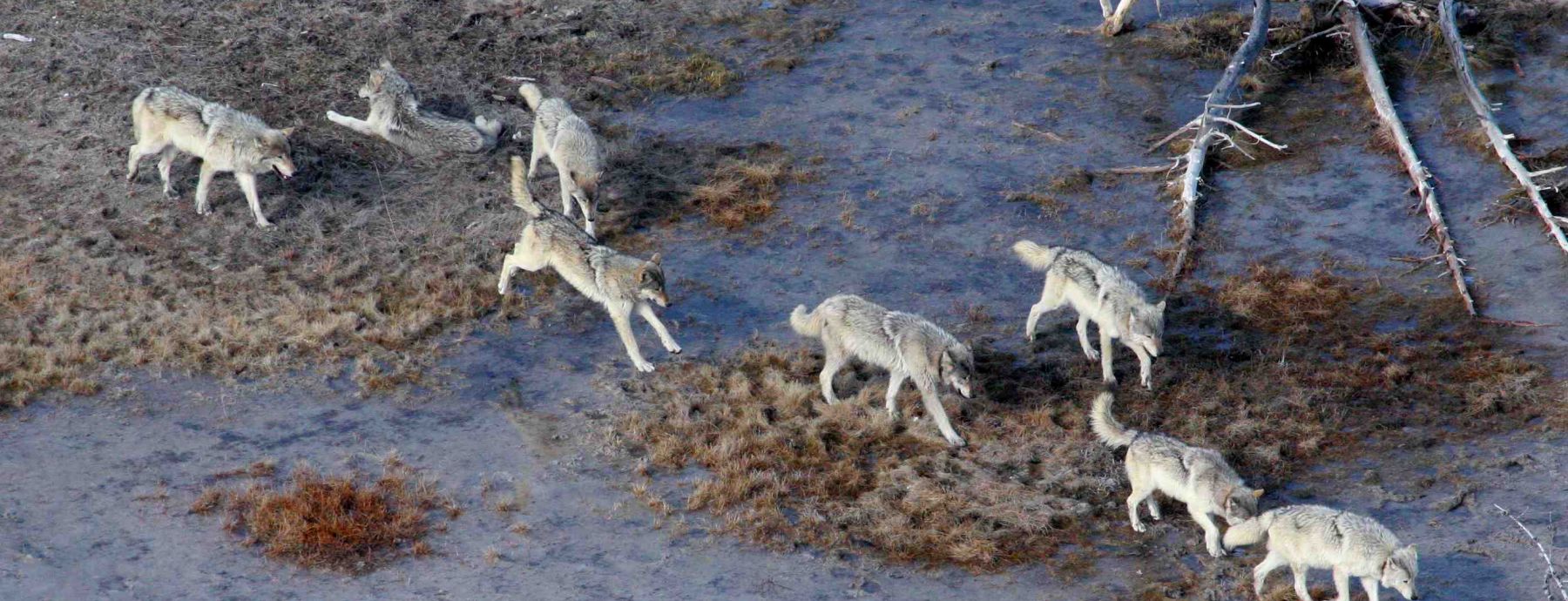 Yellowstone wolf reintroduction and infectious disease dynamics