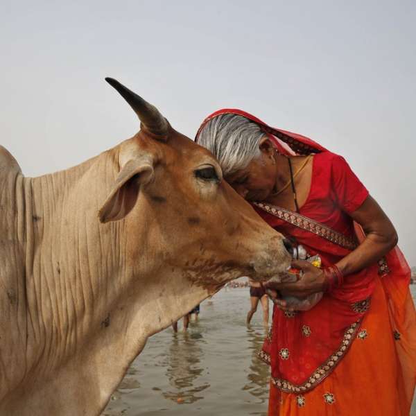 Cattle are important reservoirs for the spread of tuberculosis to humans. IMAGE: VIVEK KAPUR, PENN STATE