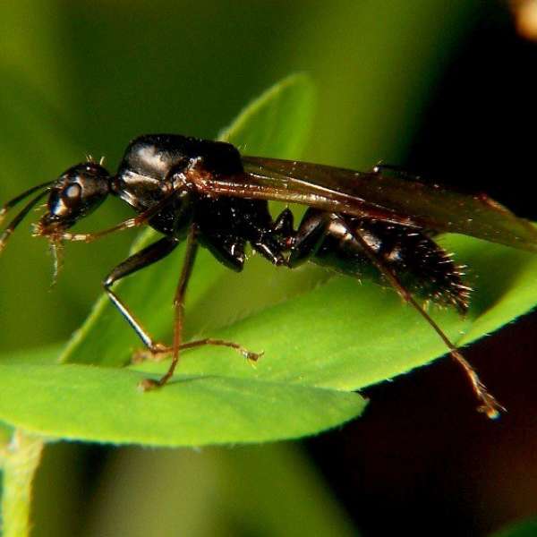 Male black carpenter ant — Camponotus pennsylvanicus IMAGE: BRUCE MARLIN