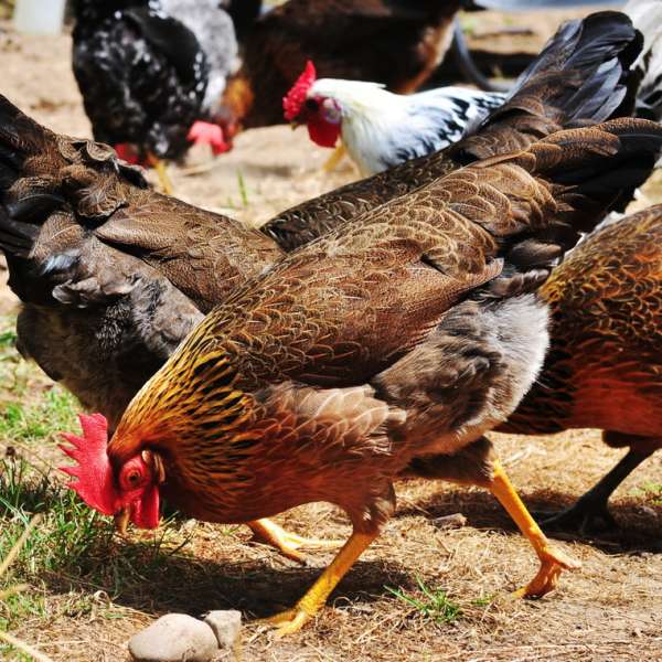 New breeding strategies based on research into genes that help chickens survive Newcastle disease may help farmers build flocks that are hardier and more productive. IMAGE: WIKIMEDIA COMMONS