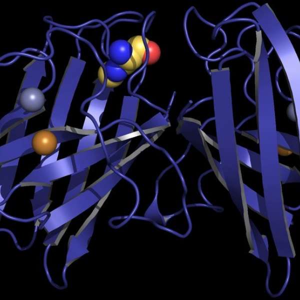 Penn State researchers studied how an environmental toxin may affect the structure of a protein and lead to a neurodegenerative disease. Above is a model of the protein, copper-zinc superoxide dismutase, with the toxin, β-Methylamino-L-alanine, incorporated into its structure. IMAGE: ELIZABETH PROCTOR