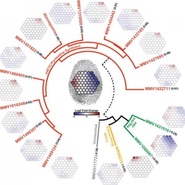 An international research team has identified more than 600 new antimalarial drug candidates from a screen of over 500,000 chemical compounds. Researchers at Penn State then used a method they developed called metabolic fingerprint profiling to determine if 13 of the most potent compounds affect the malaria parasite’s metabolism. The method identifies similar patterns in metabolic response, and revealed that ten of the compounds (red branch) target the same metabolic pathway, the mitochondrial electron transport chain. Credit: Llinás lab, Penn State