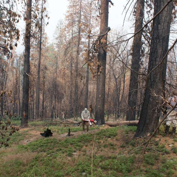 Researchers measure post-fire carbon emissions in Yosemite National Park. Forests in the park hold more carbon today than they did 120 years ago despite burning in a severe wildfire in 2013. IMAGE: ALAN TAYLOR