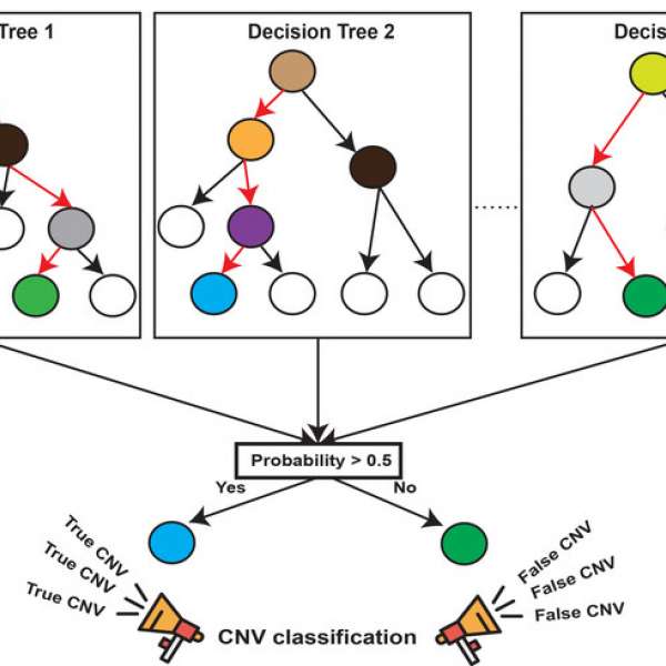 A random-forest, machine-learning method for identifying copy number variation from exome-sequencing data. A forest of hundreds of decision trees is trained on a validated set of genetic deletions and duplication, the model built from these trees can then be used to accurately identify copy number variation in sample exome-sequencing data. IMAGE: GIRIRAJAN LABORATORY, PENN STATE