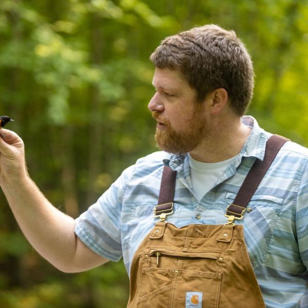 David Toews, assistant professor of biology, holding a warbler. Credit: Nate Follmer, Penn State / Penn State. Creative Commons