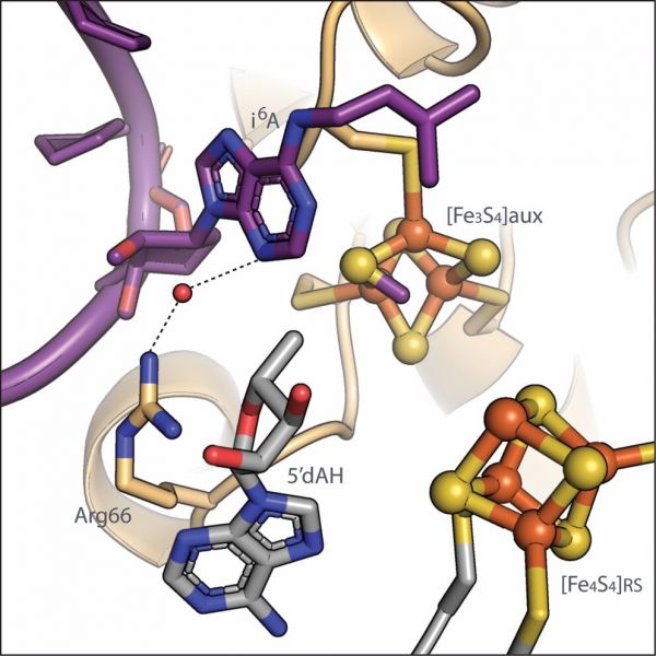 A new study by Penn State researchers has revealed the chemical steps involved in adding an important tag—a methyl sulfur group—to transfer RNA, a process that, if interfered with in humans, can lead to neuronal diseases, diabetes, and cancers. IMAGE: BOOKER LAB, PENN STATE