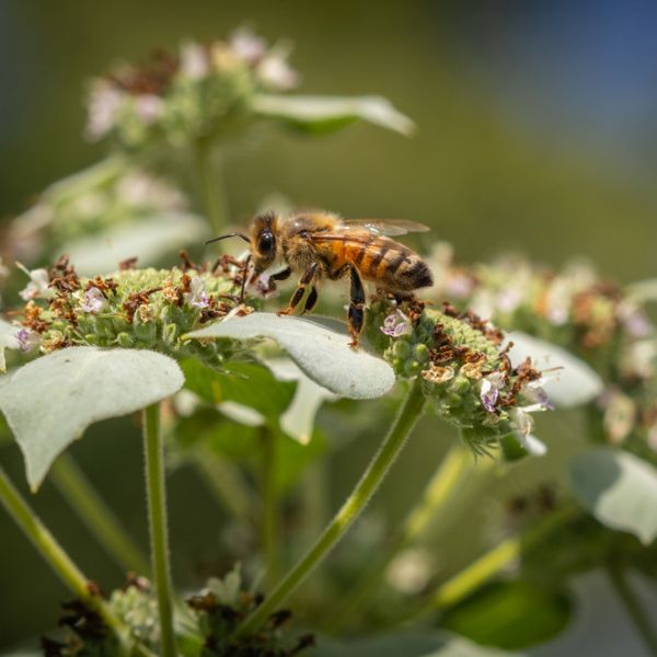 Researchers found that insecticide toxicity has increased over the last 20 years. IMAGE: NICK SLOFF, PENN STATE