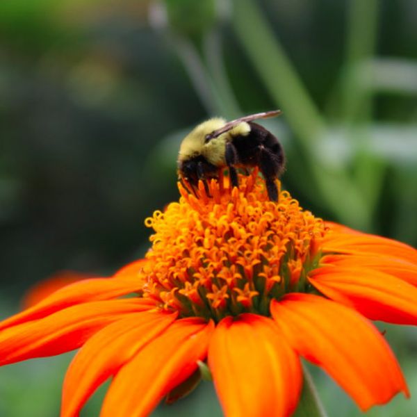 Bee on flower