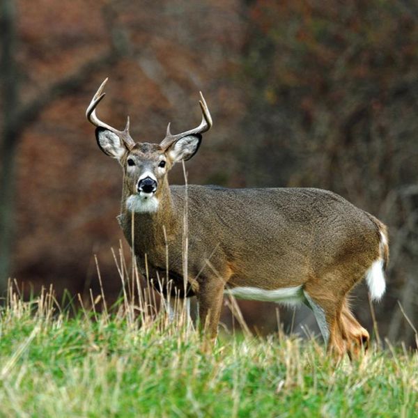Recreational deer hunting is the primary tool that’s available to state wildlife agencies to manage the resource, and the states have relied on revenues from the sales of hunting licenses largely to pay for wildlife conservation for more than a century. With fewer hunters, the challenge will be to find new tools to achieve management goals, according to a leading deer researcher. Credit: Joe Kosack/Pennsylvania Game Commission. All Rights Reserved.