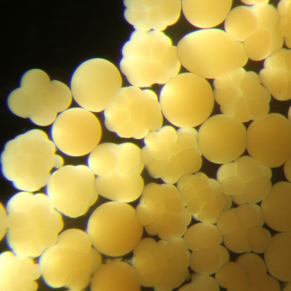Developing embryos of the endangered Elkhorn coral. New research shows that flash-frozen sperm collected from corals in Florida and Puerto Rico can be used to fertilize coral eggs from hundreds of miles away in Curaçao. The technique could be used as a conservation tool by introducing genetic variation into endangered corals and potentially accelerating their adaptation to climate change. IMAGE: KRISTEN MARHAVER