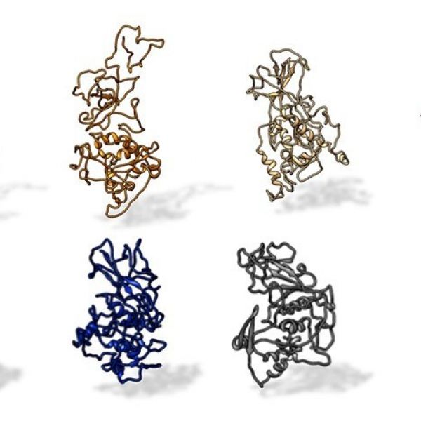 A Penn State research team found that the N protein on SARS-CoV-2 is conserved across all SARS-related pandemic coronaviruses (top, from left: SARS-CoV-2, civet, SARS-CoV, MERS). The protein differs from other coronaviruses, such as those that cause the common cold (bottom, from left: OC43, HKU1, NL63 and 229E). IMAGE: KELLY LAB/PENN STATE
