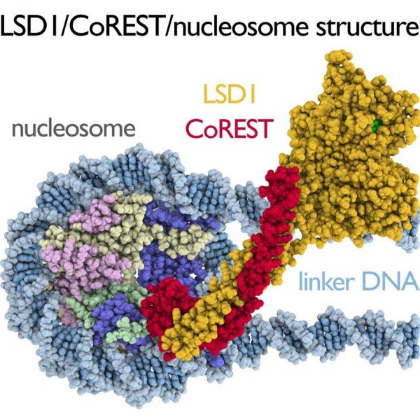 A new atomic model for the LSD1/CoREST histone methylase in complex with its nucleosome substrate could provide important insight into how cells regulate their genes. IMAGE: SONG TAN, PENN STATE