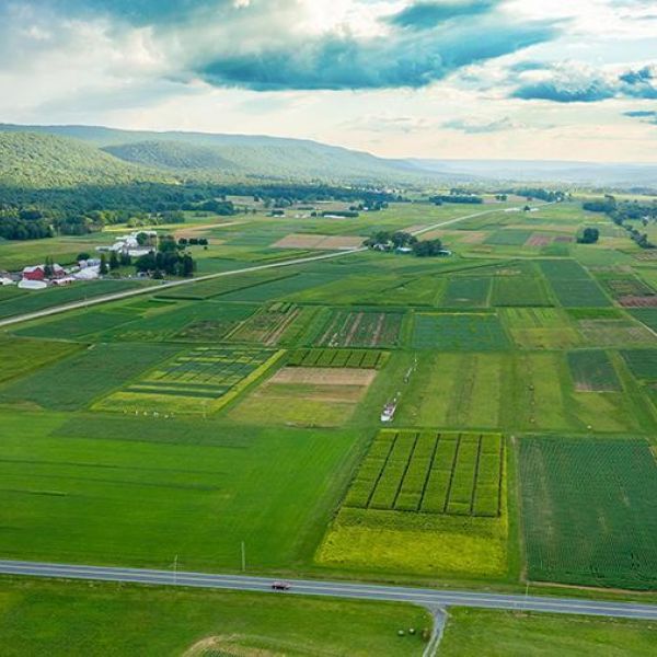 The researchers sampled soils under cover crops belonging to three plant functional types at plots that are part of a long-term cover-crops experiment at Penn State’s Russell E. Larson Agricultural Research Center in central Pennsylvania. Credit: Michael Houtz/Penn State. All Rights Reserved.