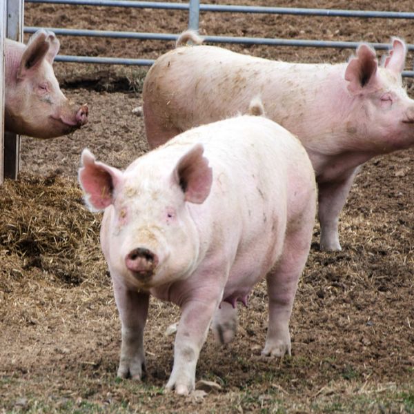 A team led by Suresh Kuchipudi, clinical professor of veterinary and biomedical sciences, will investigate the susceptibility of livestock to SARS-CoV-2 and determine if the novel coronavirus can adapt and spread among agricultural animals.IMAGE: ANN TAYLOR-SCHMIDT